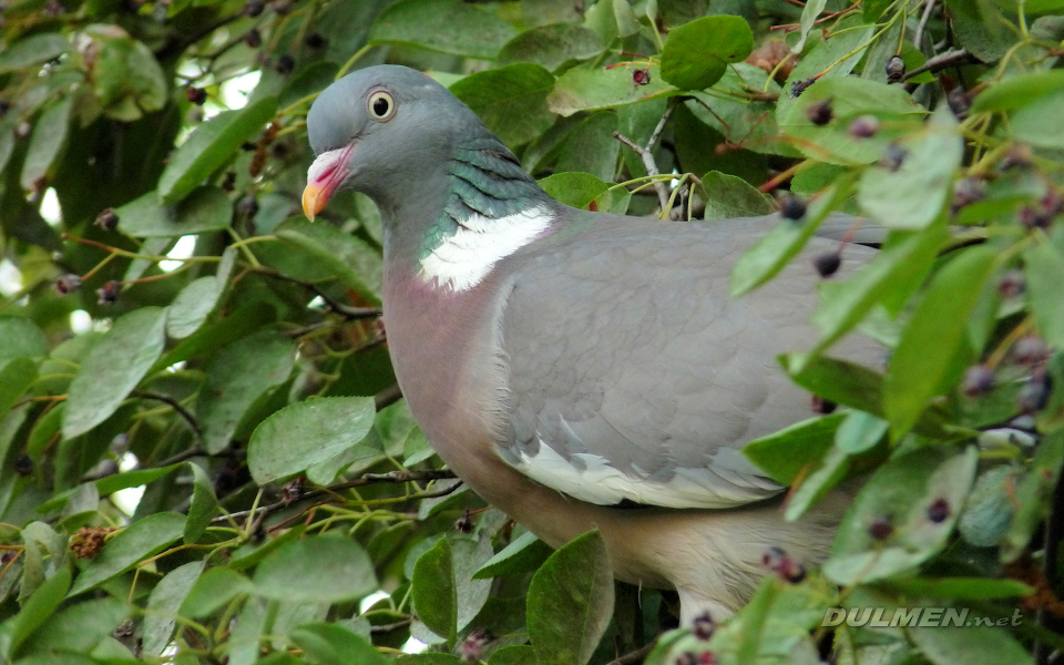 Wood-Pigeon (Columba palumbus)